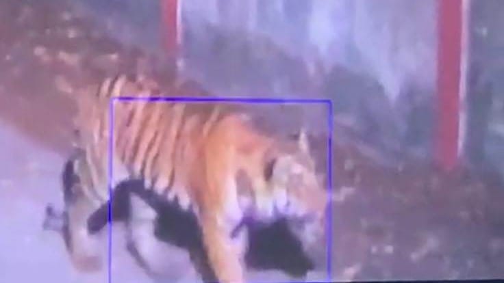 tiger lion leopard mhow indore forest alert