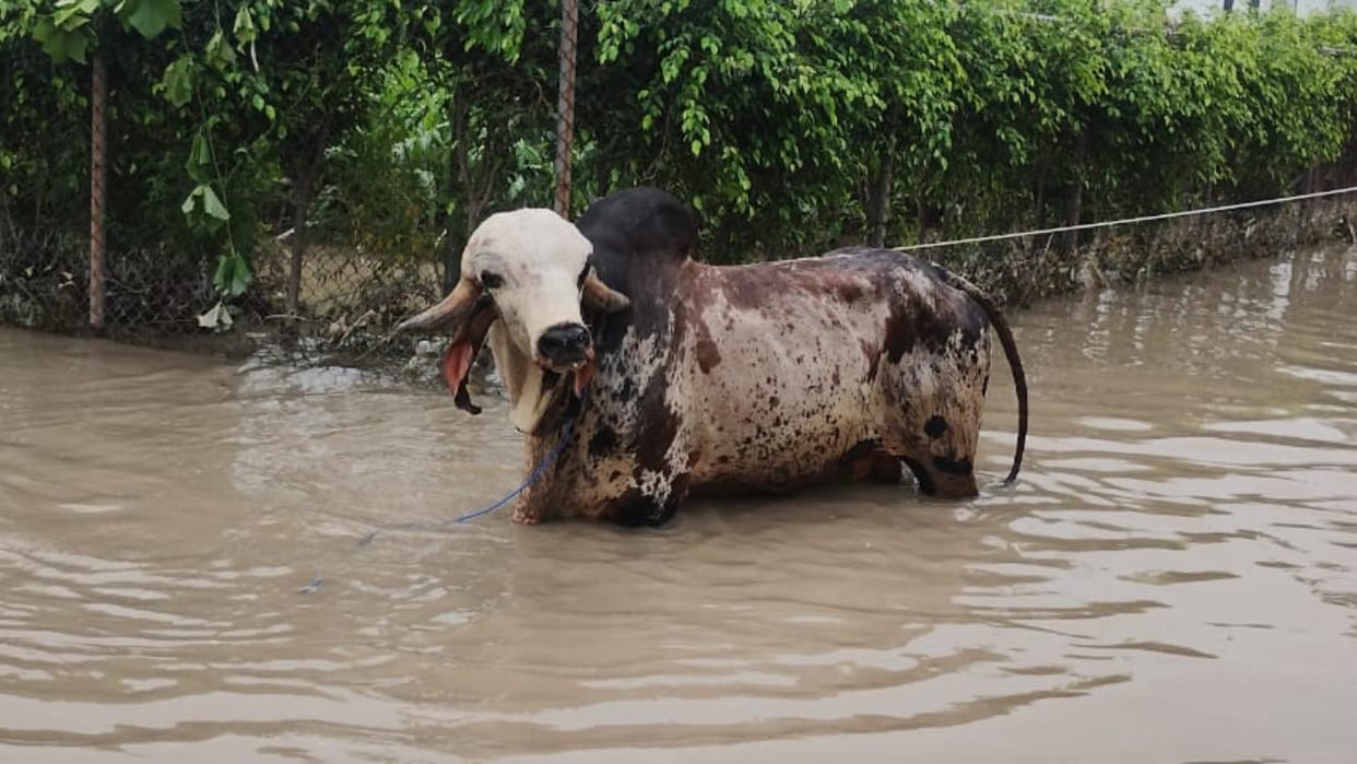 Yamuna Flooding NDRF Rescued a Bull Costs More Than A BMW X5