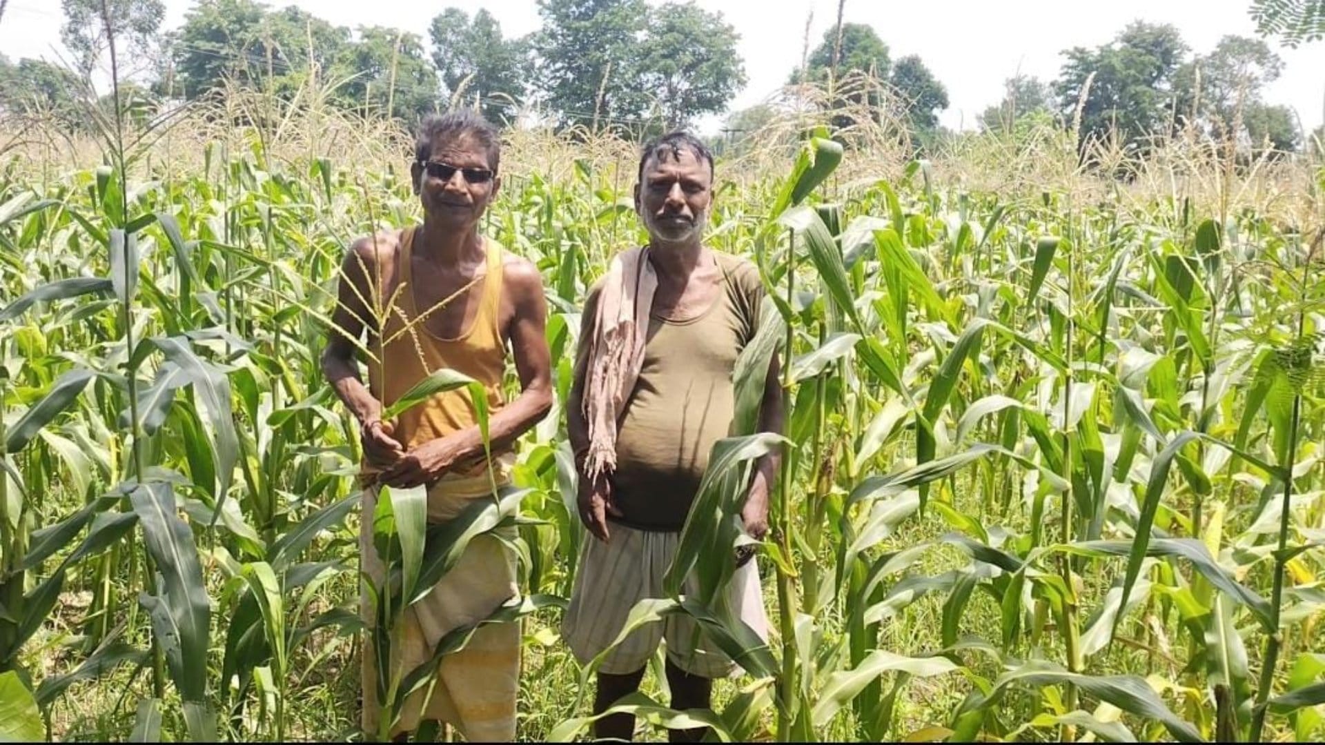 Farmers are getting rich by cultivating sweet corn; Katni is getting a new identity in every corner of country