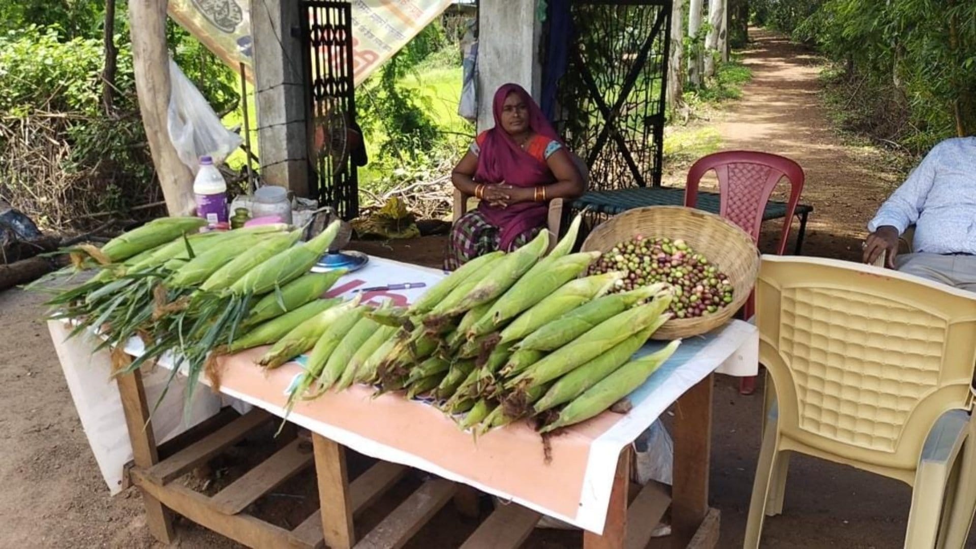 Farmers are getting rich by cultivating sweet corn; Katni is getting a new identity in every corner of country