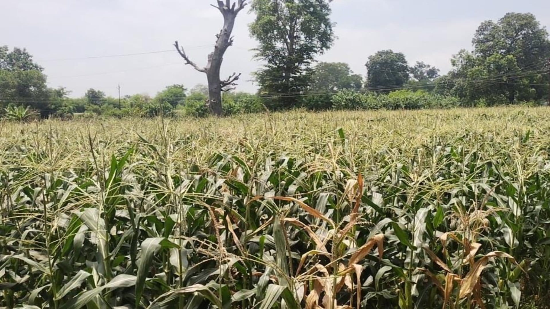 Farmers are getting rich by cultivating sweet corn; Katni is getting a new identity in every corner of country