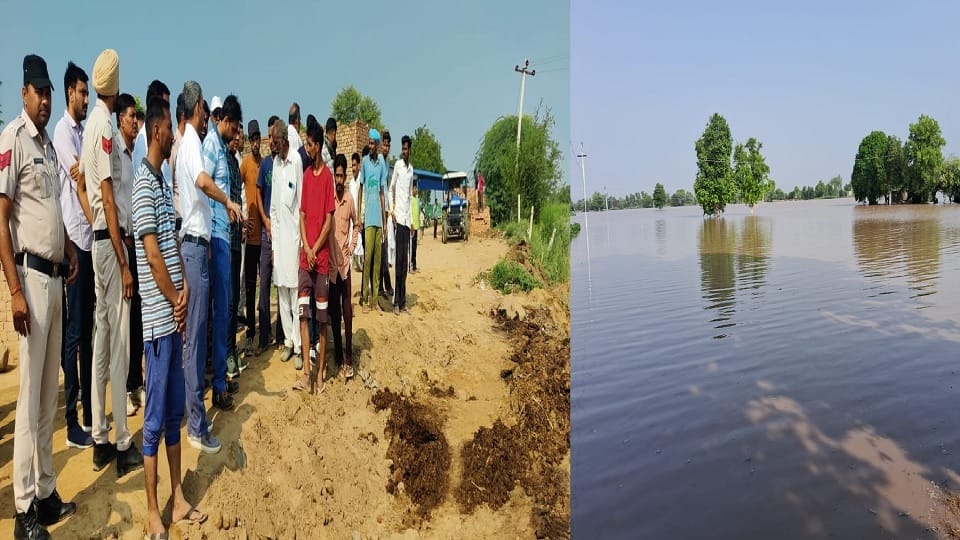 Ghaggar dam breached at Musahibwala in Sirsa; Three thousand acres of crops of Panihari village submerged