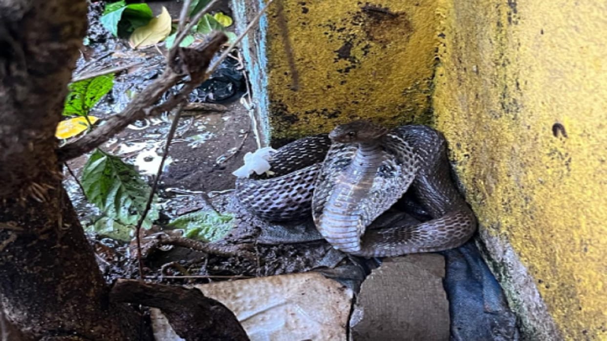 Muzaffarnagar: snake came out in temple on Shivratri, villagers have come to see it