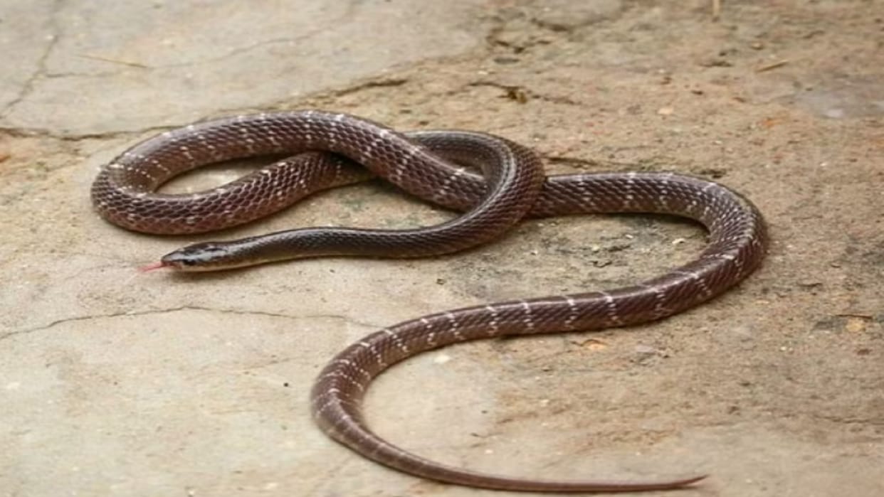 Meerut News: kanwariya died in hospital after bit by Snake in camp at Sardhana
