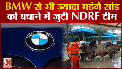 Yamuna Flooding: Animals trapped in Noida got help from disaster rescue teams. CM Kejriwal