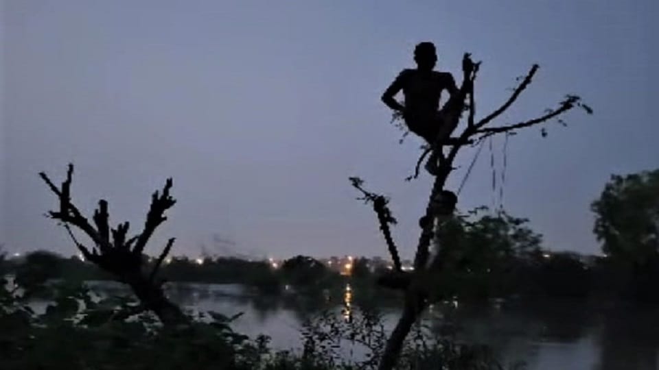 Flood Delhi: Tired of crossing the river by swimming, took support on trees