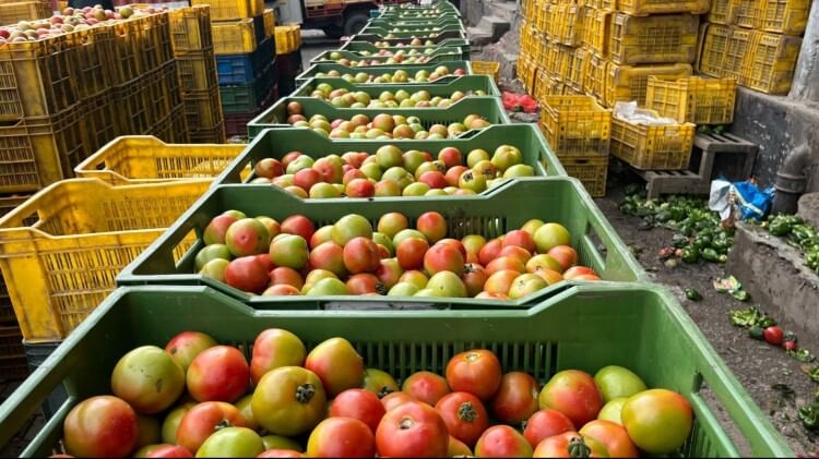 Tomatoes prices started decreasing, reached Rs 30 per kg in Meerut