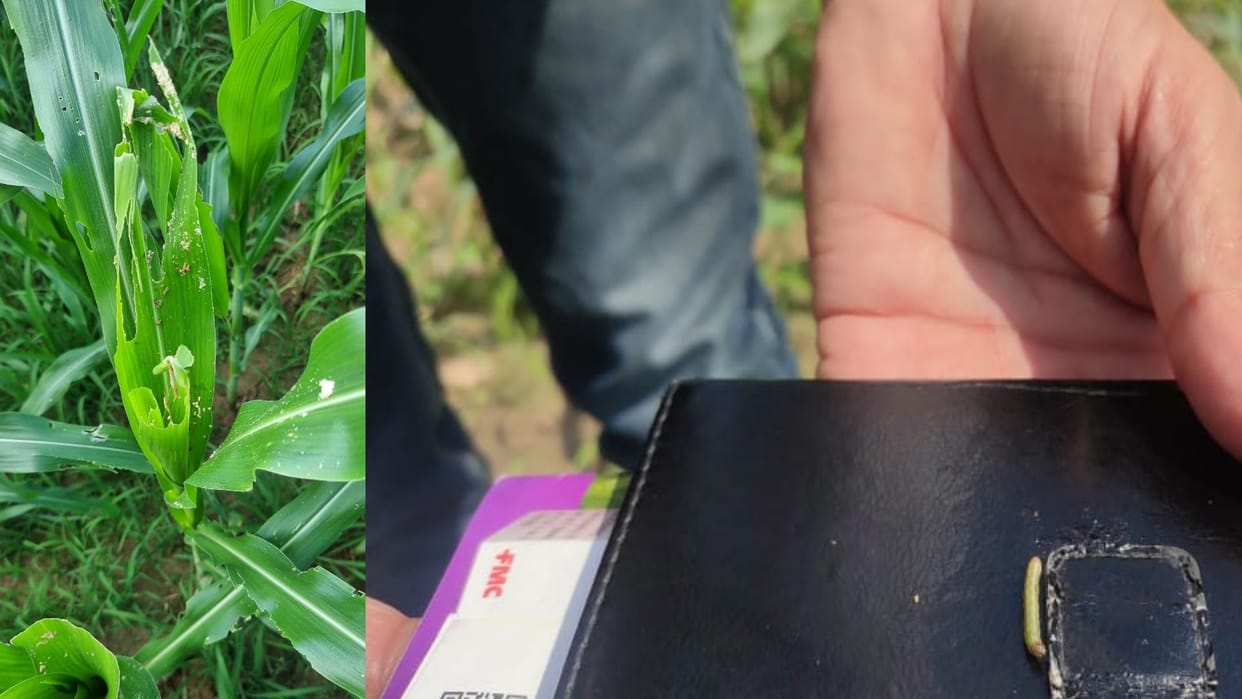 Expert committee will give tips to save Maize Crop from Fall army worm destructive pest of Maize