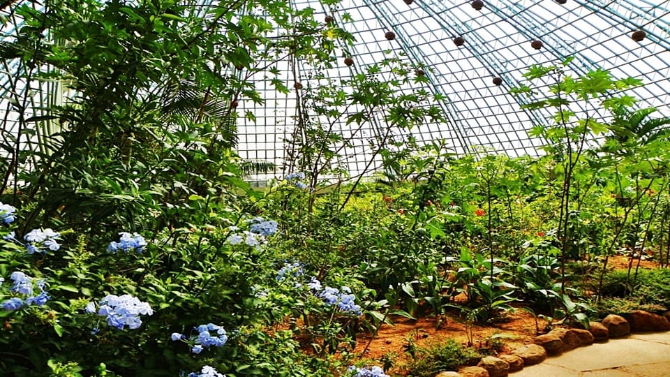 Official said Open-air Butterfly Park in Birsa Zoo to be opened to public soon