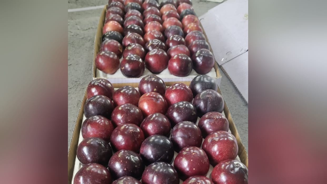 Horticulture in Himachal: black amber plum price 130 rupee per kilogram
