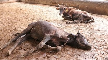 Yamunanagar गोशाला में तिल-तिल मर रहे गोवंश, एक दूसरे पर जिम्मेदारी डाल रहे पंच-सरपंच Cows dying mole by mole in the cowshed