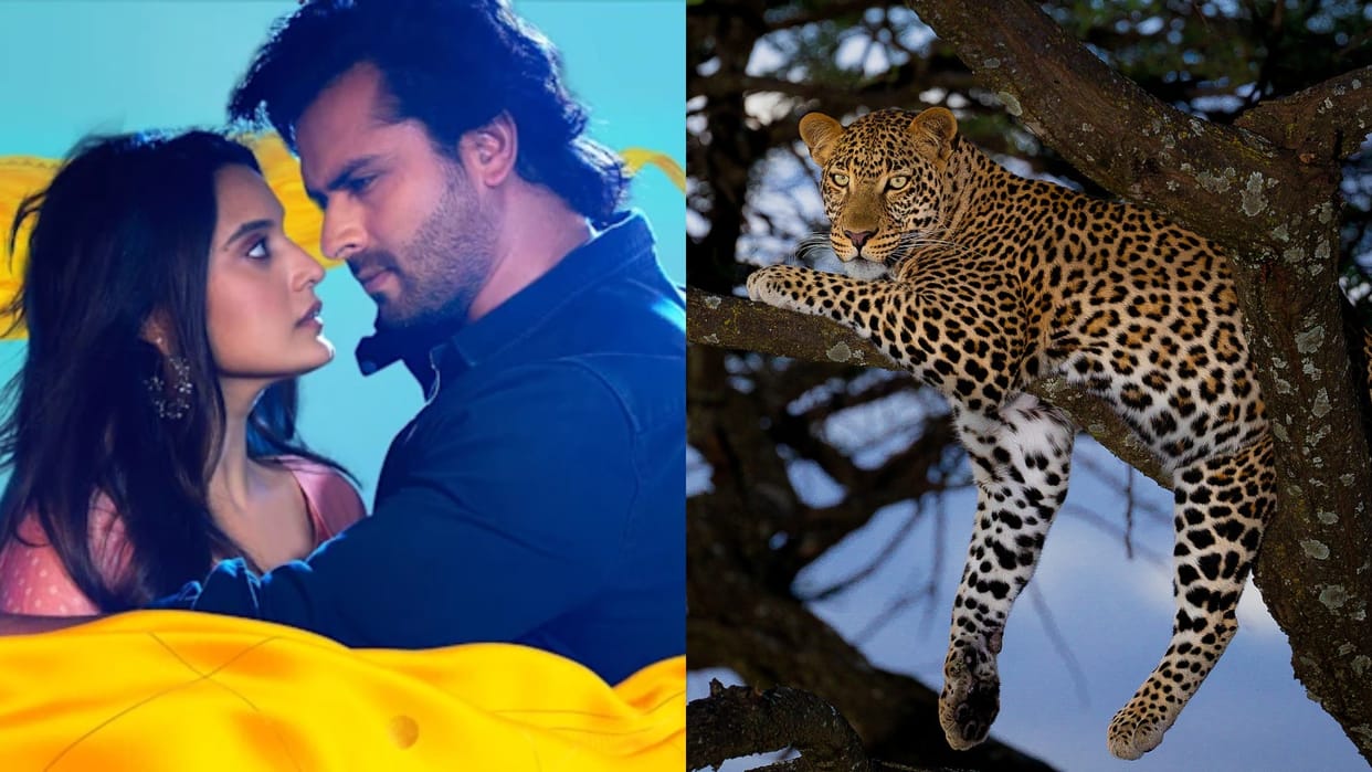 Leopard enters sets of Shoaib Ibrahim Tv show Ajooni At Goregaon Film City attacks dog see viral video