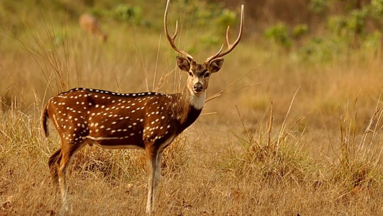 Sagar News: Two deer killed by stray dogs, wildlife losing their lives in continuous animal attacks