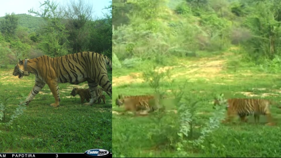 Tigress given birth to three cubs in Ramgarh Vishdhari Tiger Reserve