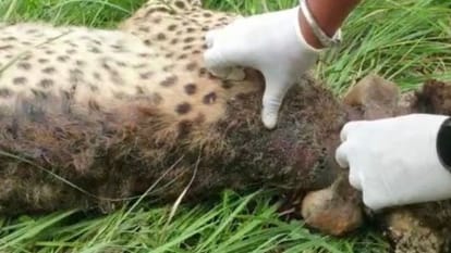 Kuno National Park News: : Worms In The Necks Of Twin Cheetahs Elton and Freddie