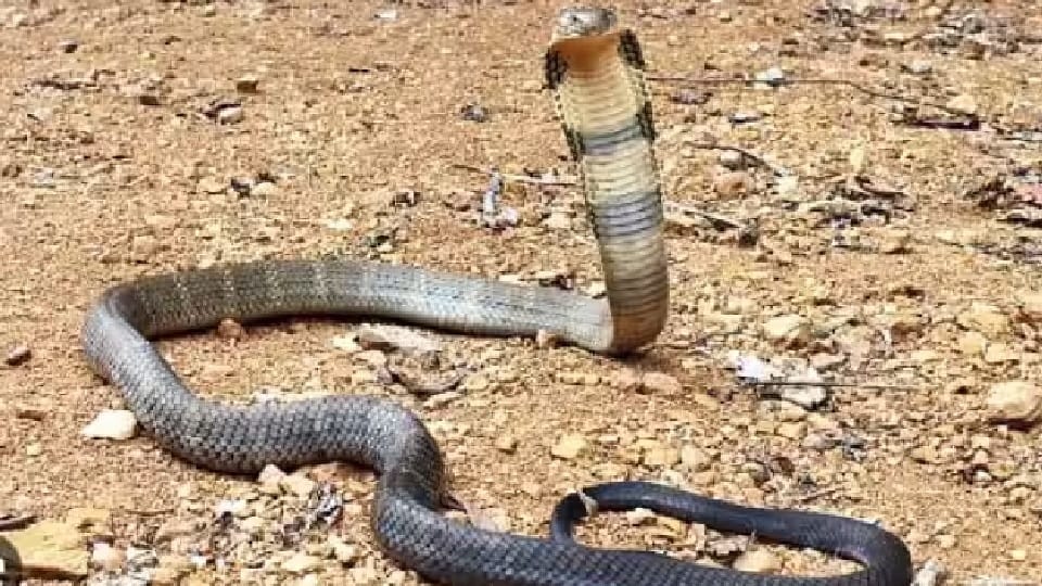 Be careful in rain: Cobra snakes entering houses, Hisar dial for help
