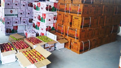 Apple Season in Shimla himachal Pradesh lowest business in last 11 years