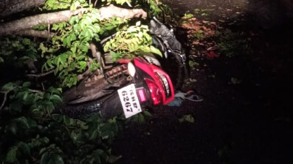 bike rider died after colliding with a felled tree
