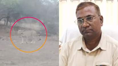 चीतों को ट्रैकुलाइज नहीं कर पा रहा वन विभाग