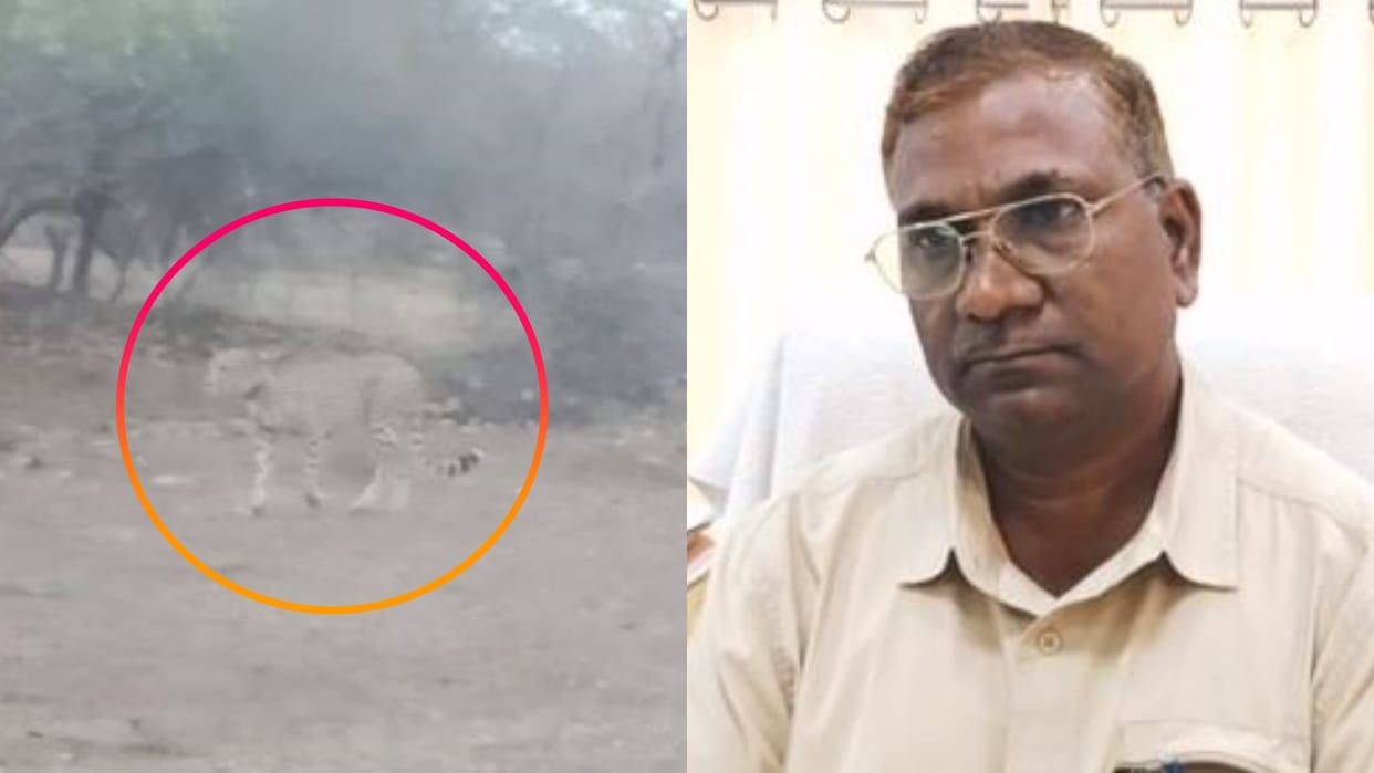 Kuno National Park Deep wounds found in Cheetah Pawan neck forest department unable to track other cheetahs