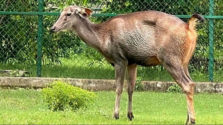 Sonakhan Forest Range : सात दिन के अंदर एक और वन्य प्राणी की मौत, जिम्मेदार अनजान