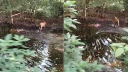 Pilibhit Tiger Reserve: बारिश थमने के बाद बढ़ी उमसभरी गर्मी, जंगल से बाहर आ रहे बाघ; रहें सतर्क Tiger seen roaming on Madhotanda-Pilibhit forest road