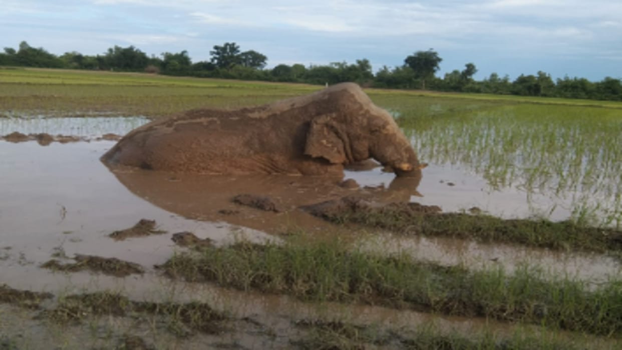 elephants died 508 in 22 years 23 killed by train Uttarakhand news in hindi