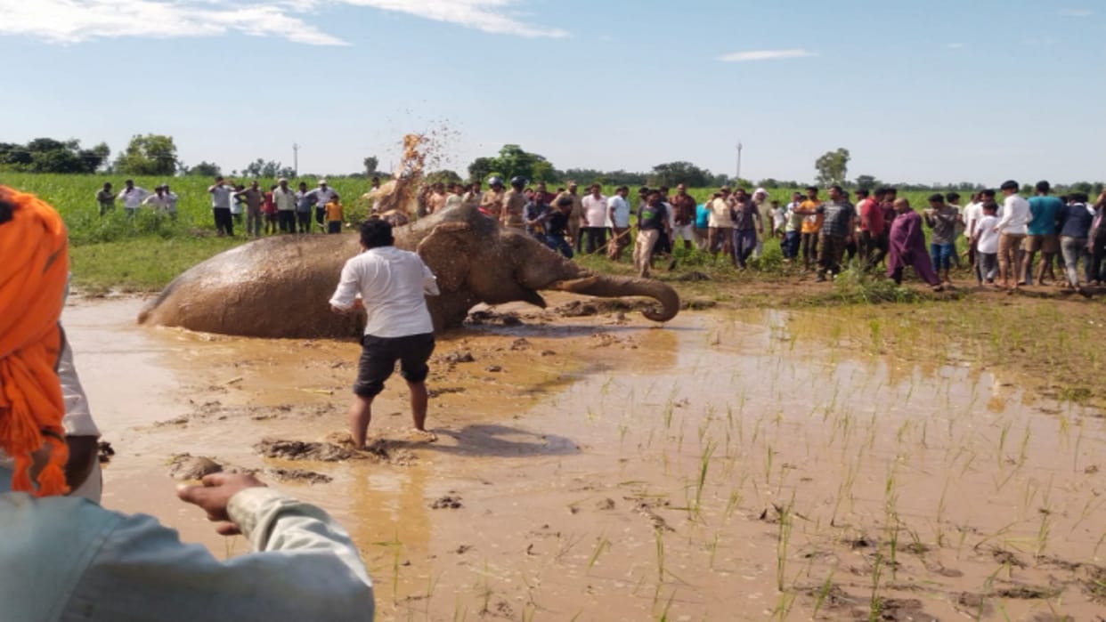 Bijnor: an elephant got stuck in swamp in field and officials of forest department have not able to remove it