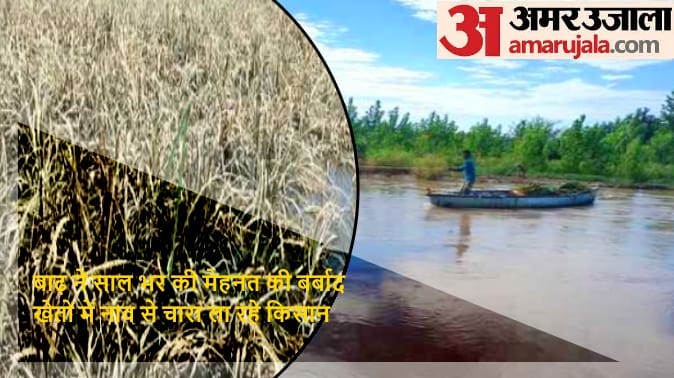 Flood disaster: farmer fainted to see the destroyed crop in the field, villagers were bringing fodder by boat