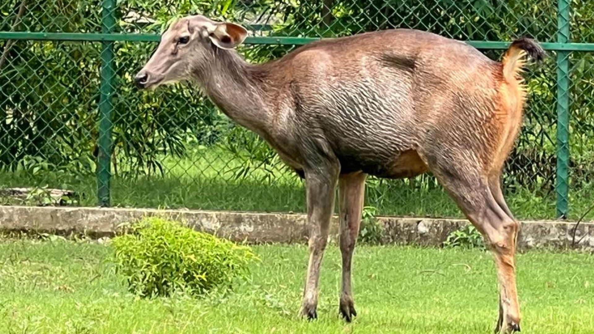 सांभर