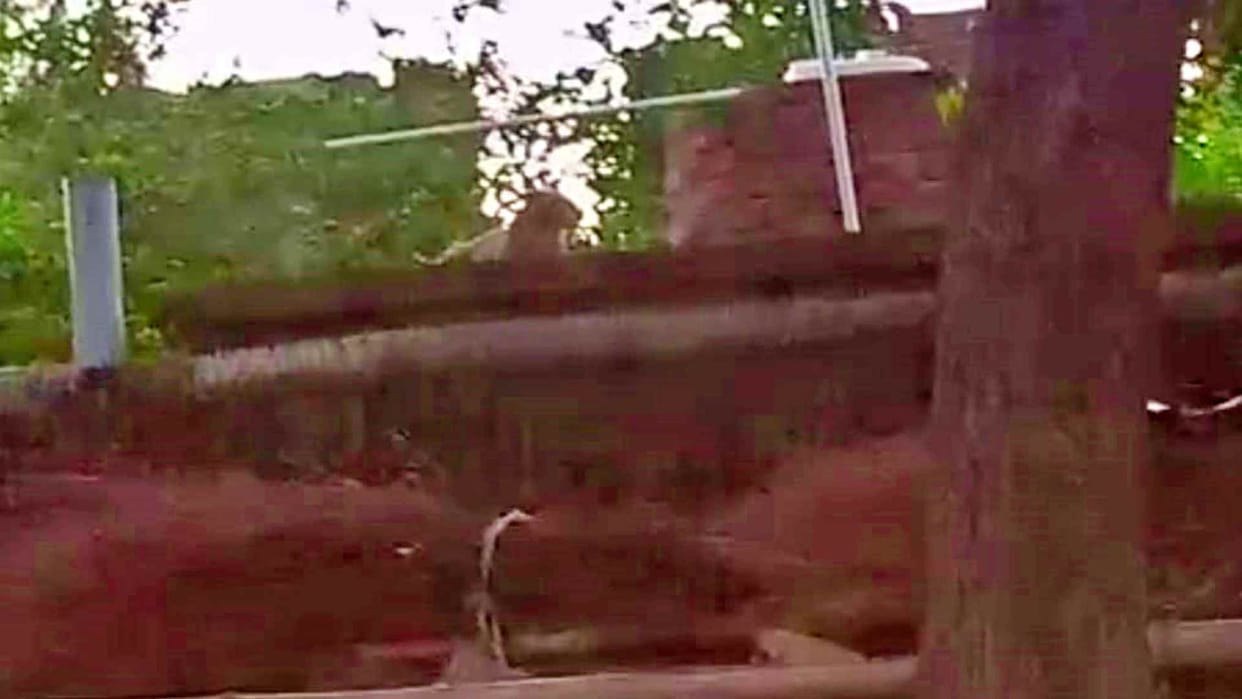 Panic of tiger in Jamui Amethiyadih village tiger