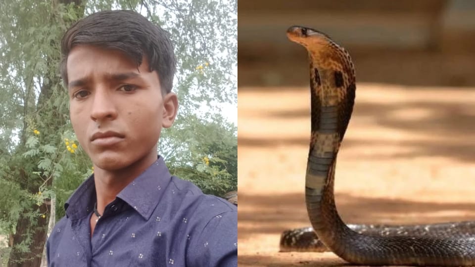 young man died due to snake bite in shahjahanpur