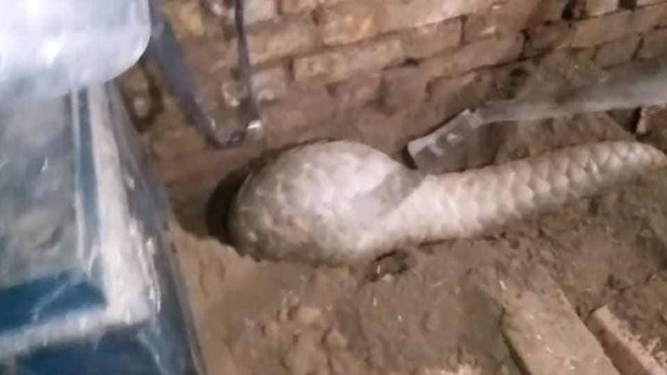 panic spread after pangolin entered the house in shahjahanpur