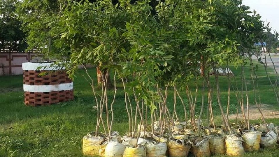 nearby 43 lakh saplings will be planted in the bareilly under Van Mahotsav