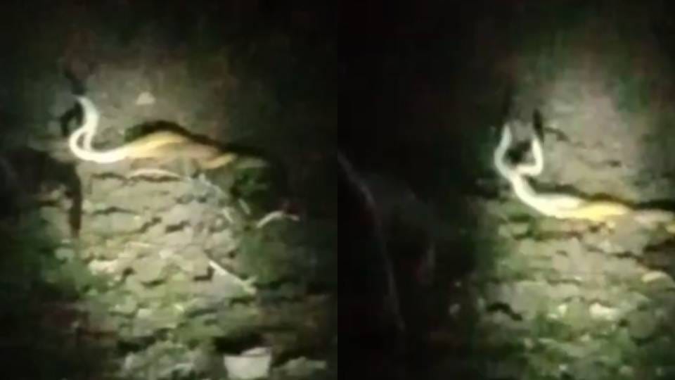 Nag Nagin danced whole night in house in Etah family members spent night outside in panic