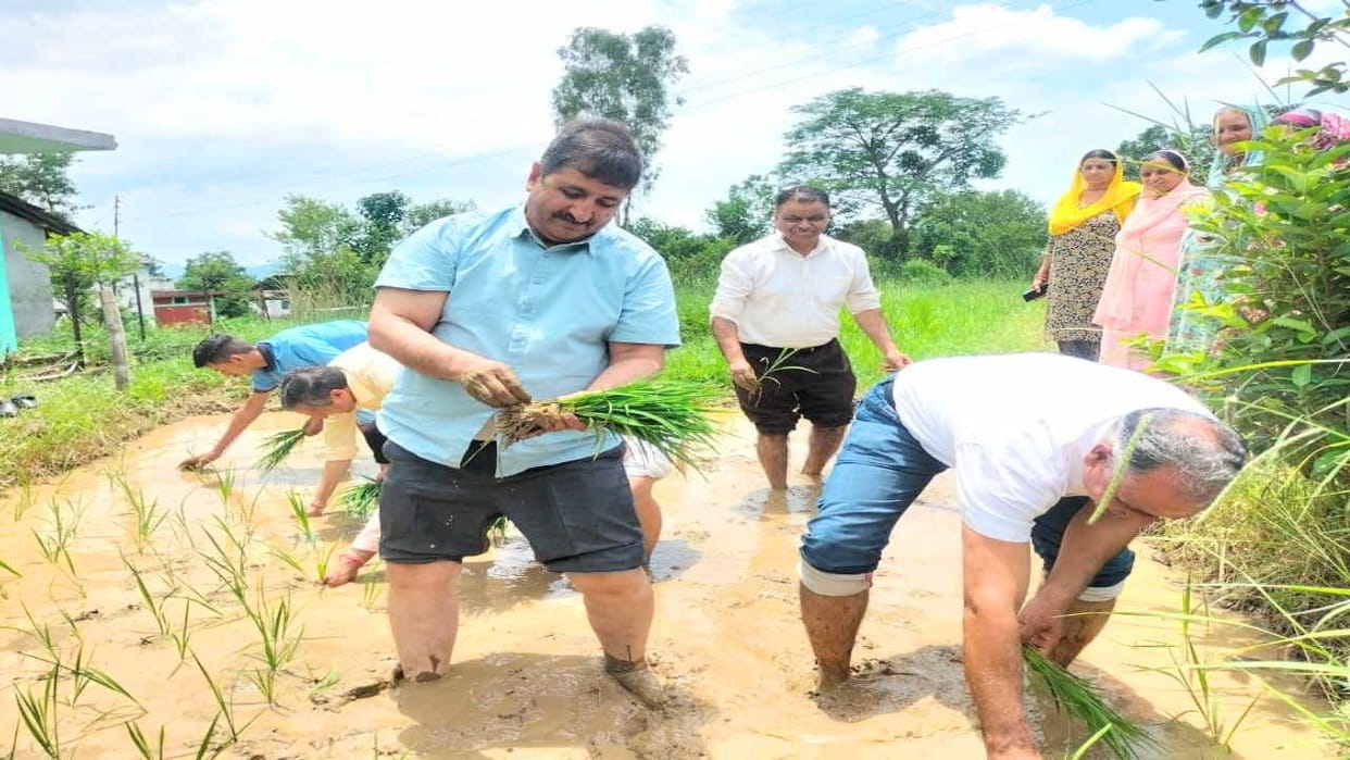 New variety of basmati is ready, scorching disease will be breathless, wind-rain will reduce