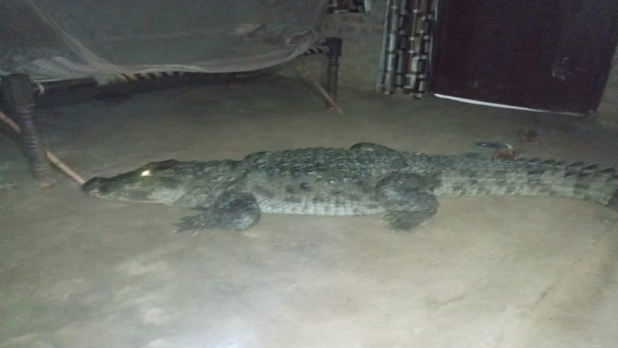 Bijnor News : A woman fear after see a crocodile in house but saved her life