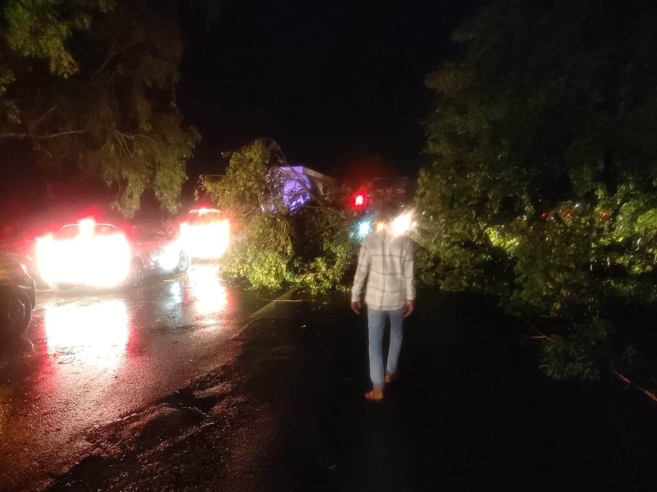 Trees fell due to rain and storm on Bhopal-Indore road, hundreds of vehicles stuck in jam