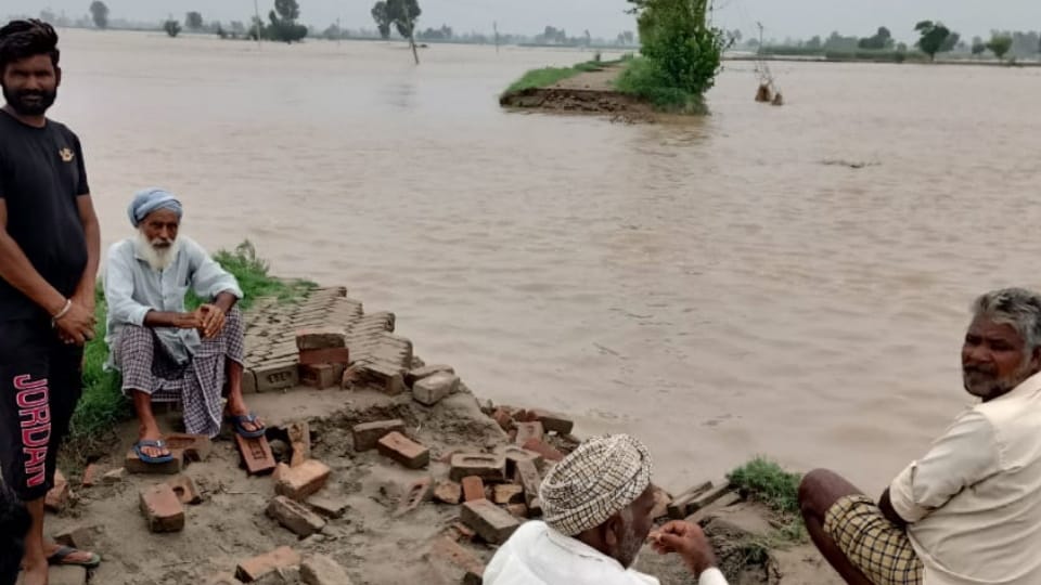 Punjab Flood Update News, Sutlej river dam broken near border villages in Firozpur