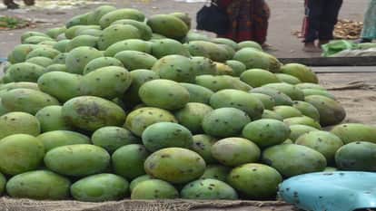 आम (सांकेतिक तस्वीर)