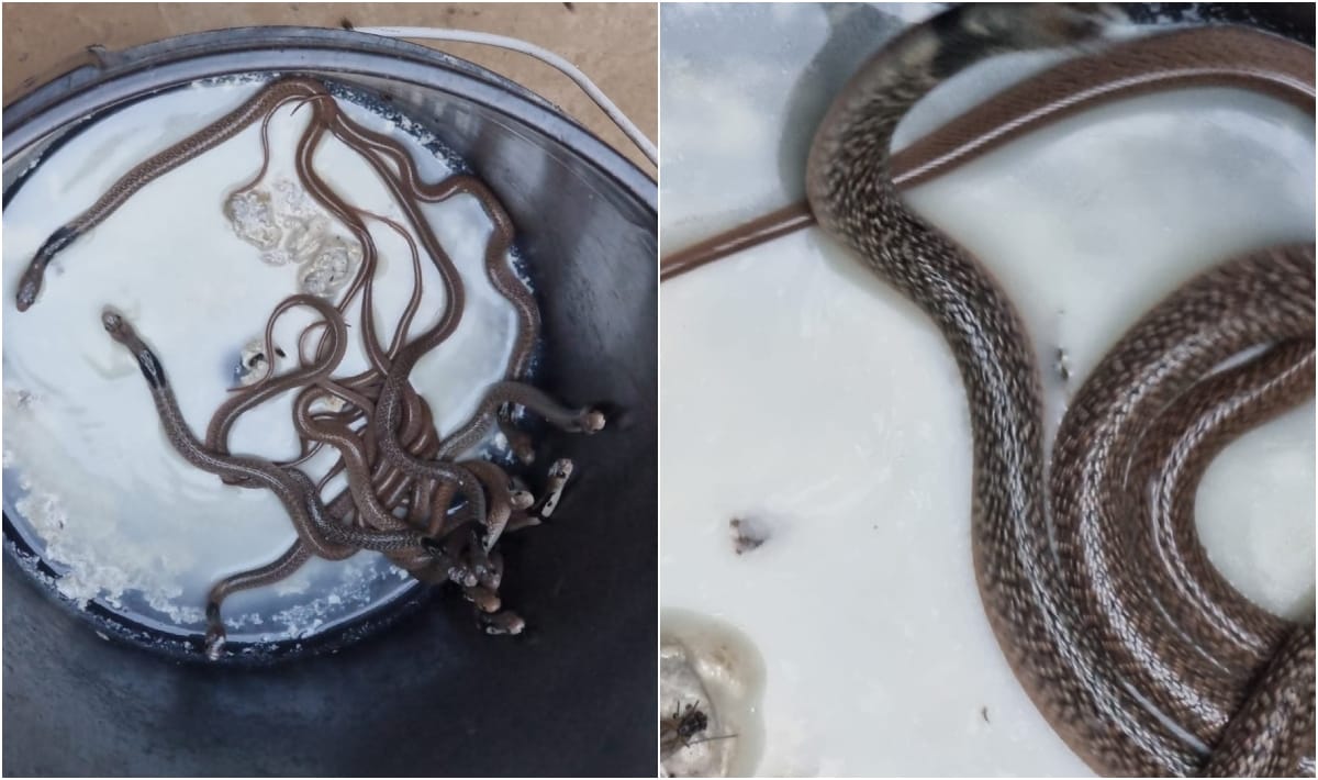 18 poisonous snakes came out one by one from house in mau