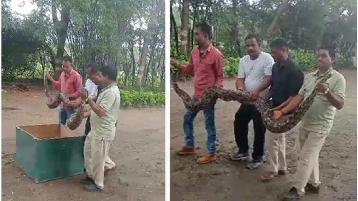 Ujjain: The one who was caught as a snake turned out to be a python, people were shocked to see the length and