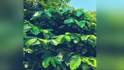 now Himachal will also smell coffee, trial successful in Ghumarwin