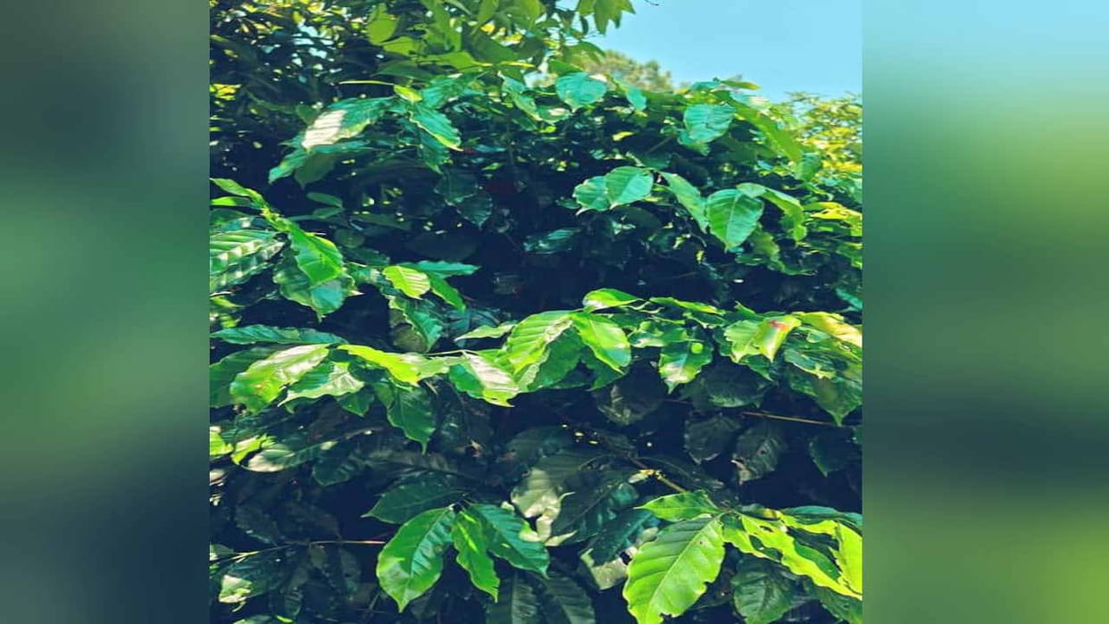 now Himachal will also smell coffee, trial successful in Ghumarwin