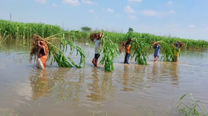Baghpat: Hindon ruined crop worth crores, livelihood crisis in front of farmers, many villages still submerged