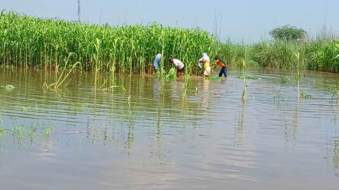 Baghpat: Hindon ruined crop worth crores, livelihood crisis in front of farmers, many villages still submerged