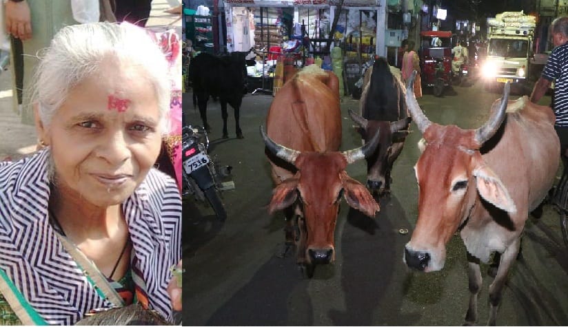 The bull killed the old woman, there are more than 4000 loose animals in Kanpur city, there is danger in these