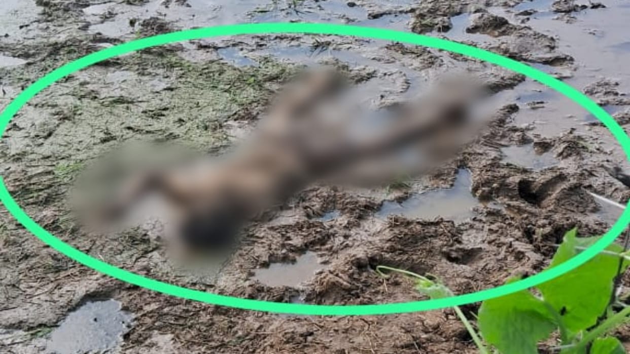 Satna News Dead body of youth found in field police sent dead body for postmortem Singhpur area incident