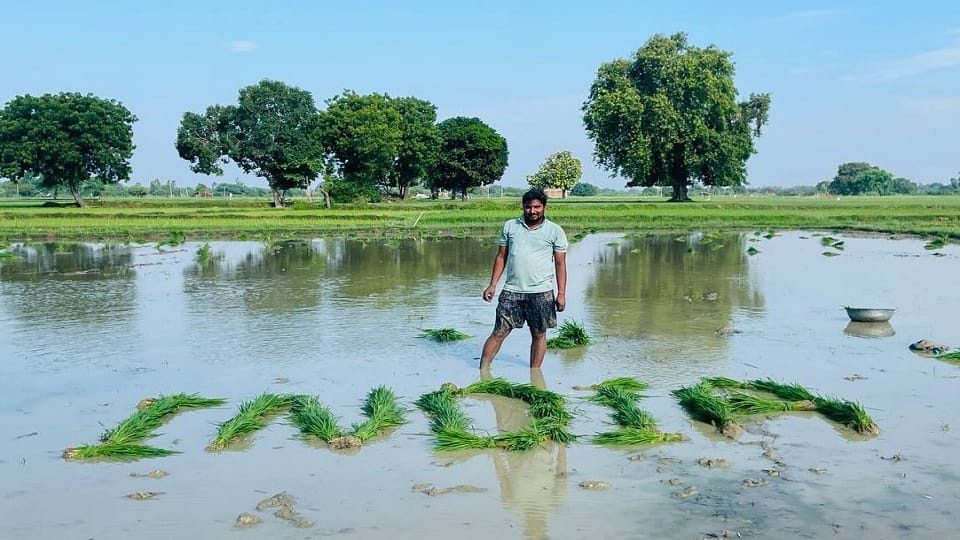 India written in field from paddy plant discussed on social media