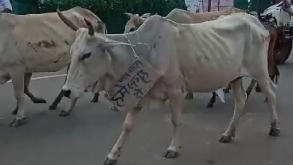 Unique demonstration in Shivpuri for the demand of Gaushala villagers took out cow rally